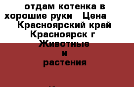 отдам котенка в хорошие руки › Цена ­ 1 - Красноярский край, Красноярск г. Животные и растения » Кошки   . Красноярский край,Красноярск г.